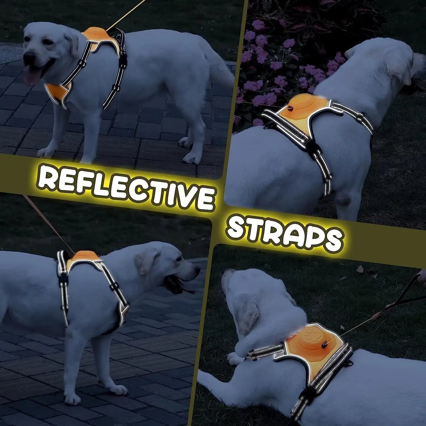 SnapLeash 2-in-1